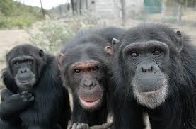 Chimpanzees at Sweetwaters Chimpanzee Sanctuary in Ol Pejeta Conservancy on a Nairobi day trip