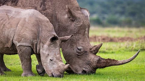 Rhino grazing in Ol Pejeta Conservancy during a 1-day safari from Nairobi