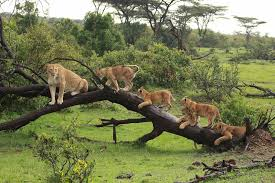 Lions resting in Ol Pejeta Conservancy during a Big Five day safari from Nairobi